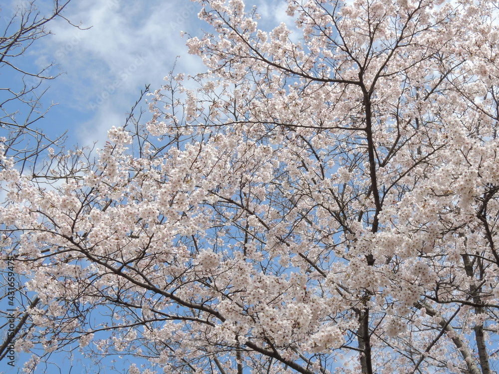 ソメイヨシノさくら cherry blossom in full bloom under blue sky in spring ソメイヨシノさくら cherry blossom in full bloom under blue sky in spring