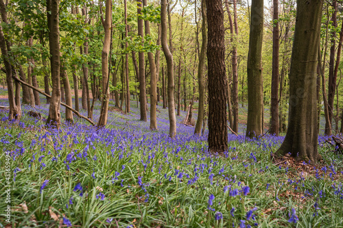 Fototapeta Naklejka Na Ścianę i Meble -  Bluebells in Graig Fawr Woods near Margam Country Park, Port Talbot, South Wales, United Kingdom
