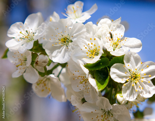 Branch of flowering cherry. Fruit tree blooming in spring.