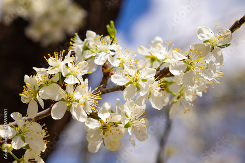 Branch of flowering cherry. Fruit tree blooming in spring.