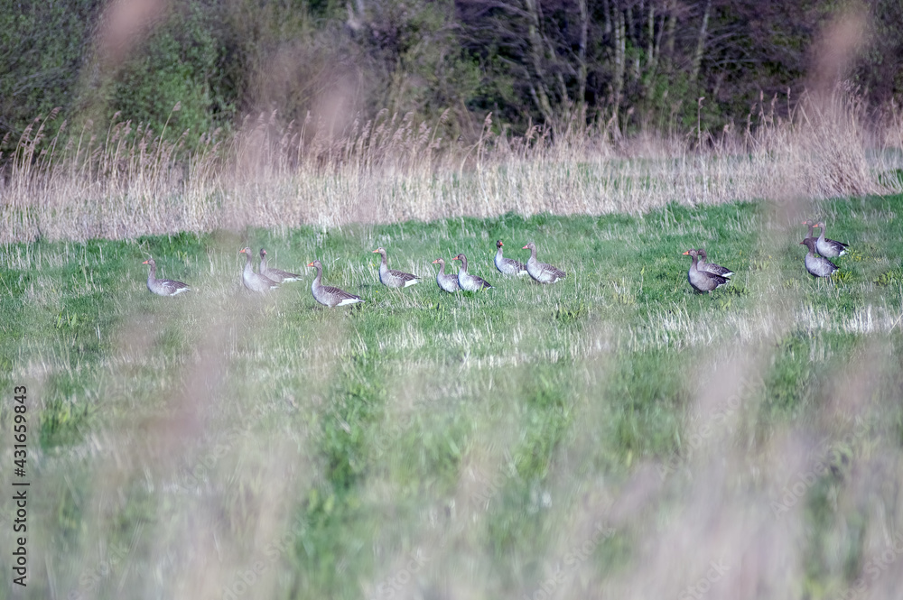 Dzikie kaczki stado zgromadzone na zielonej polanie - obrazy, fototapety, plakaty 