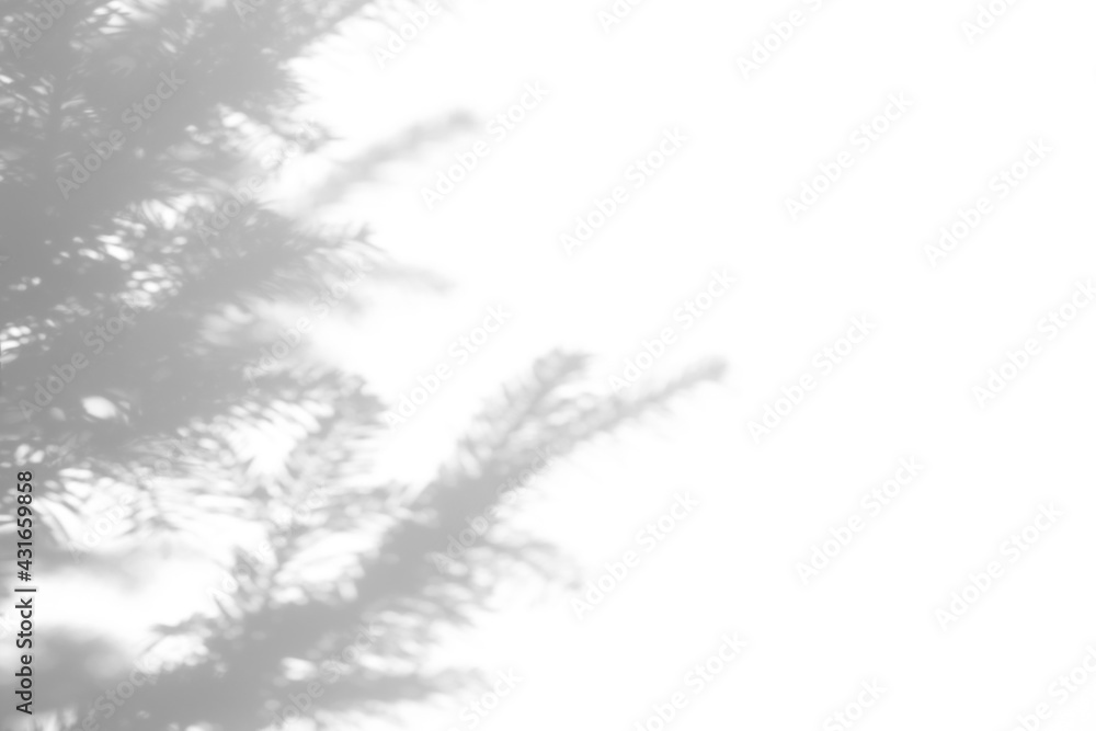 Blurred overlay effect for photo. Gray shadows of fir tree branches on a white wall. Abstract neutral nature concept background for design presentation. Shadows for natural light effects Blurred overlay effect for photo. Gray shadows of fir tree branches on a white wall. Abstract neutral nature concept background for design presentation. Shadows for natural light effects
