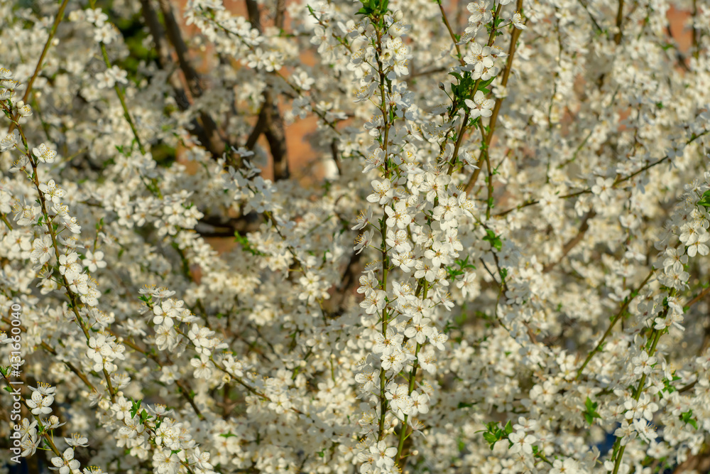Blooming tree in the spring morning on a blurred background. Blooming tree in the spring morning on a blurred background.