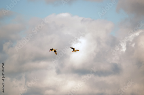 Ujęcie z dołu dwóch lecących kaczek z rozpostartymi skrzydłami w pięknym oświetleniu na tle błękitnego nieba