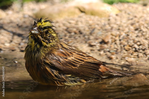 serin cini mâle prenant un bain photo