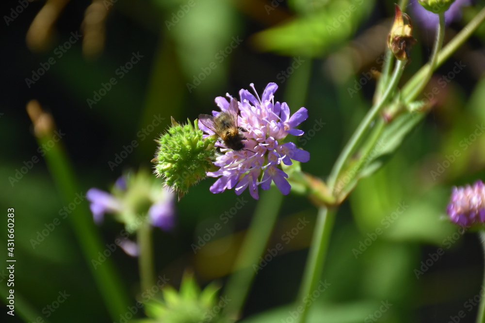 Obraz premium Leopoldsteinersee Austria