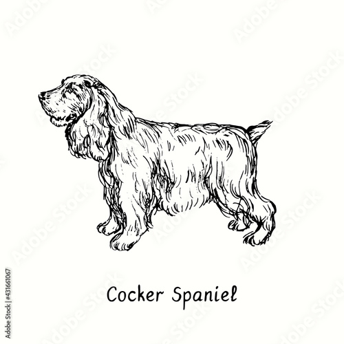 Photography Cocker Spaniel standing side view