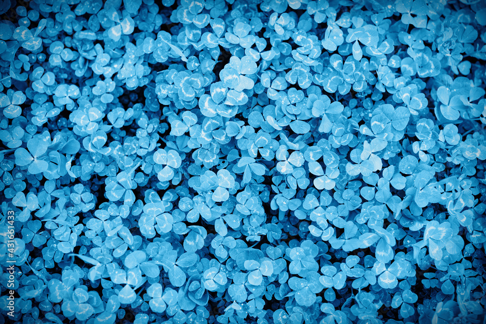Clover leaves texture background, classic blue Clover leaves texture background, classic blue