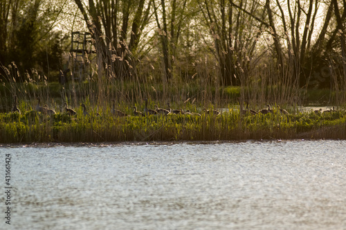 Stado kaczek idących wzdłuż wody