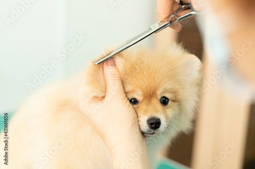 Pomeranian Pomeranian grooming, hair cutting