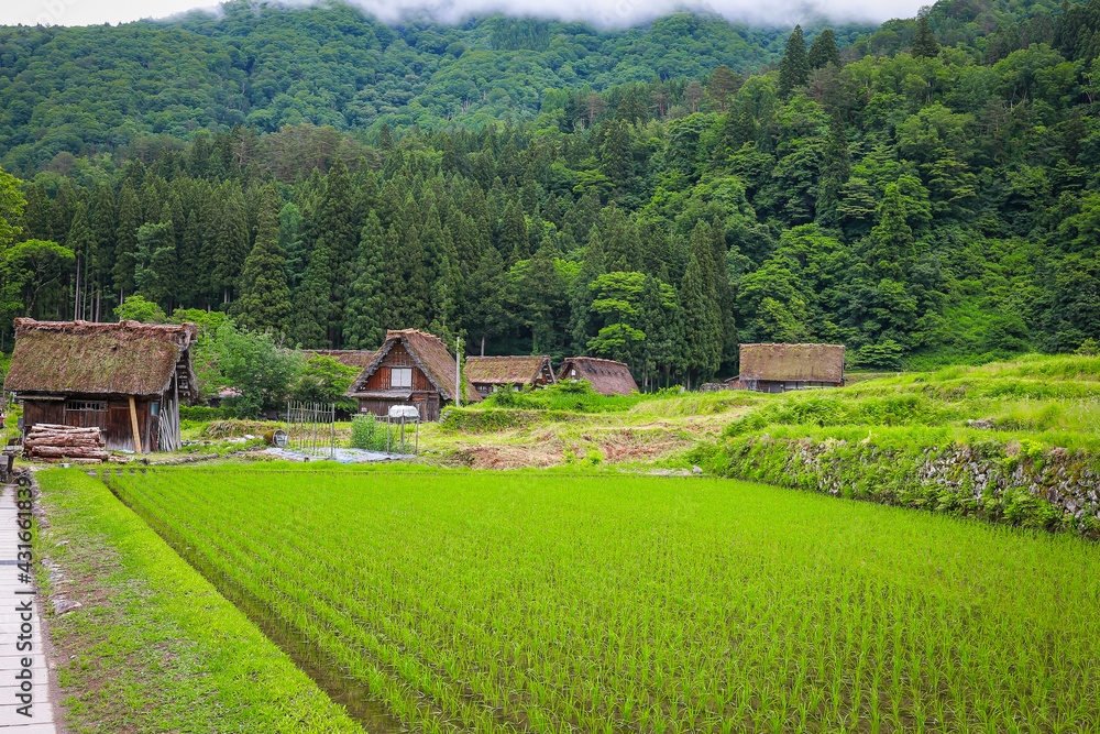 A traditional house at Shirakawago World Heritage Village boasting beautiful scenery with rice fields and mountains in the rainy season.