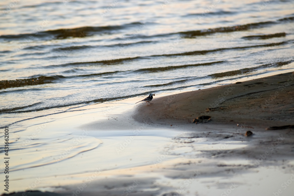 Obraz na płótnie Mały ptaszek brodzący w wodzie na plaży	
 w salonie