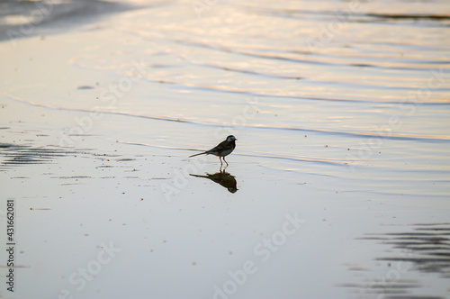Mały ptaszek brodzący w wodzie na plaży	
