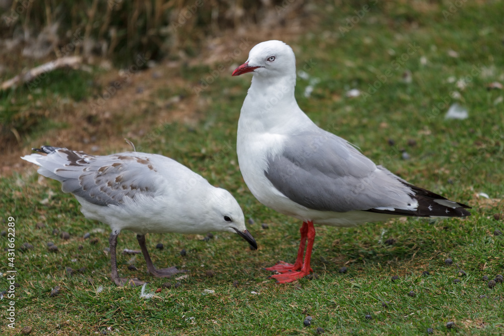 Red-billed Gull (Chroicocephalus scopulinus) parent and juvenile