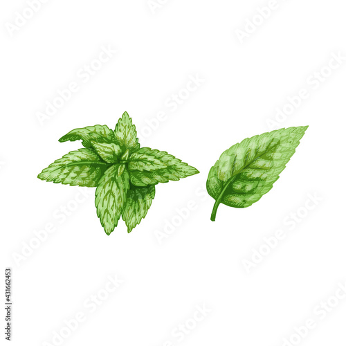 Mint fresh green branches and leaves. Vector color vintage hatching illustration