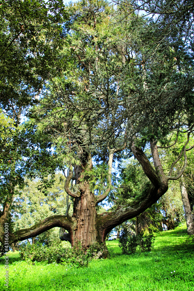 Obraz premium Leafy and green gardens in Sintra