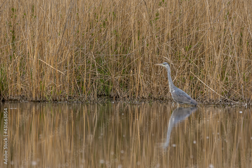 Fototapeta premium A common grey heron looking for food at a huge pond called Reinheimer Teich in Hesse, Germany at a cloudy day in spring.