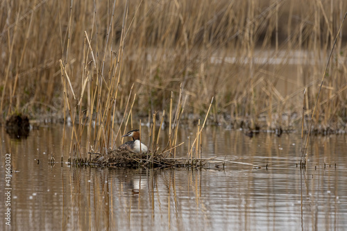 A great crested grebe sitting in its nest in a pond called Reinheimer Teich in Hesse, Germany at a cloudy day in spring.