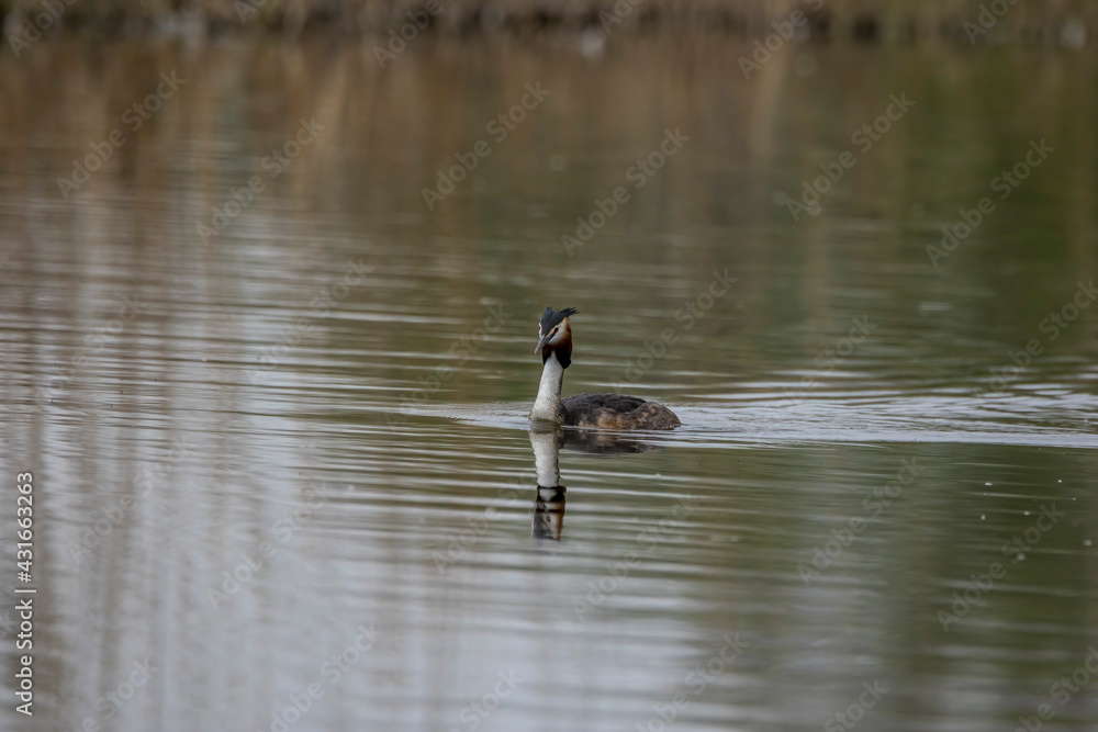A great crested grebe swimming in a pond called Reinheimer Teich in Hesse, Germany at a cloudy day in spring. A great crested grebe swimming in a pond called Reinheimer Teich in Hesse, Germany at a cloudy day in spring.