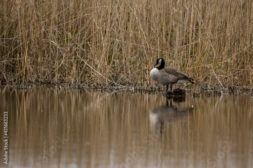 A canadian goose at a little lake at a natural reserve called Mönchbruch in Hesse, Germany.