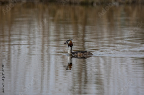 A great crested grebe swimming in a pond called Reinheimer Teich in Hesse, Germany at a cloudy day in spring. © ms_pics_and_more