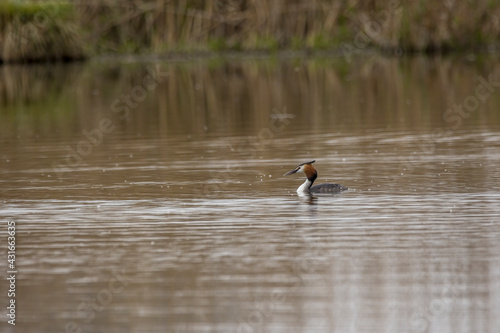 A great crested grebe swimming in a pond called Reinheimer Teich in Hesse, Germany at a cloudy day in spring.