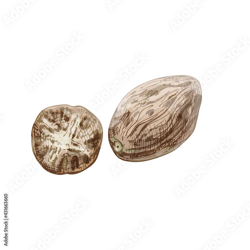 Whole and half nutmeg. Vector color vintage hatching illustration