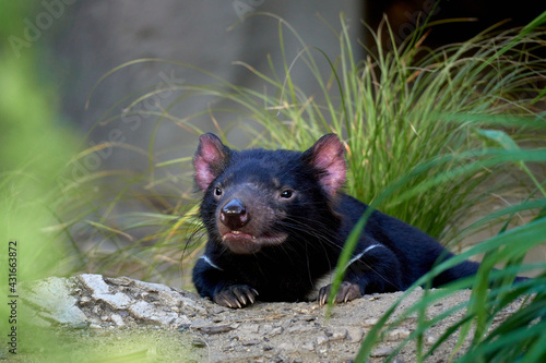 Really calm tasmanian devil early called the 