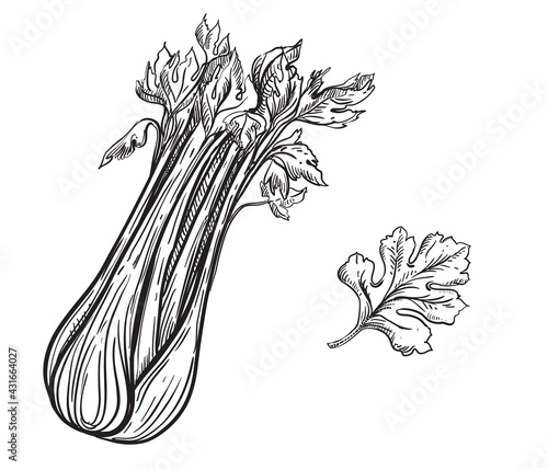 Hand drawn sketch black and white celery plant, slice, leaf. Vector illustration. Elements in graphic style label, card, sticker, menu, package. Engraved style.