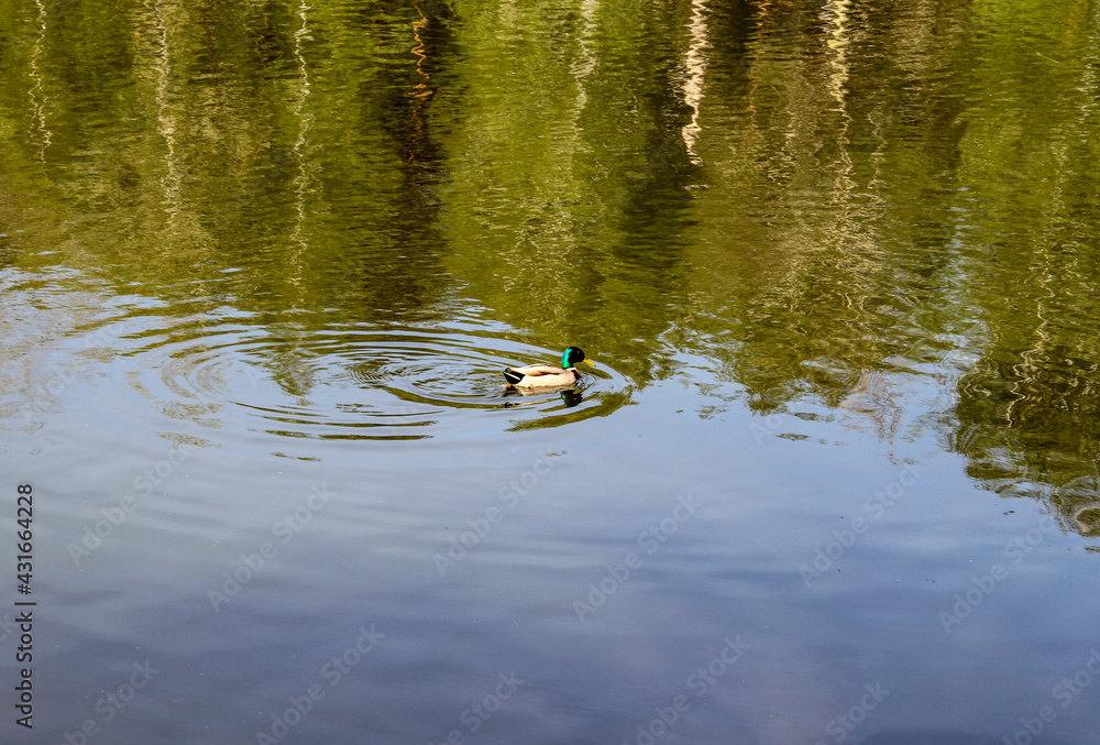 A swimming duckling along the river on a green morning
A swimming duckling along the river on a green morning