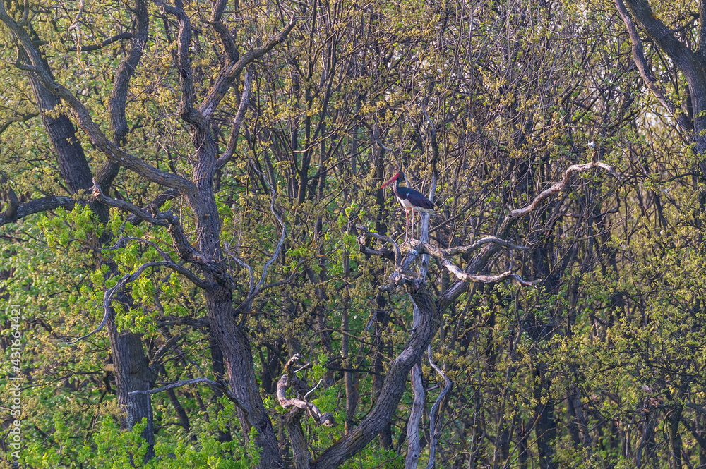 Scharzstorch (ciconia nigra) auf Baum