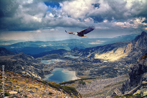 Adler im Flug Rila Gebirge 7 Seen Alaska photo
