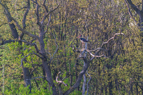 Obraz na płótnie Scharzstorch (ciconia nigra) auf Baum w salonie