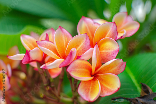 frangipani plumeria flower