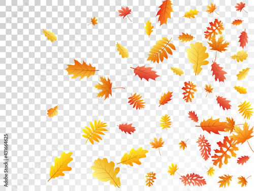 Oak, maple, wild ash rowan leaves vector, autumn foliage on transparent background.