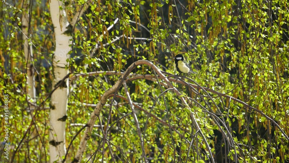 Fototapeta premium Tit sits on a birch branch in spring.