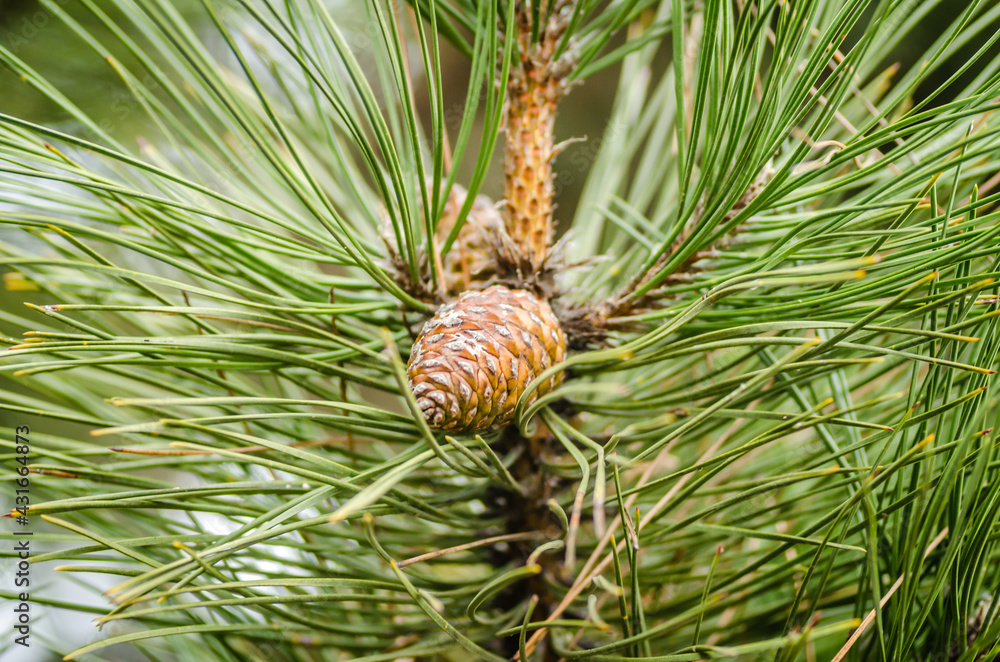 Pine tree branch with cones in spring Pine tree branch with cones in spring