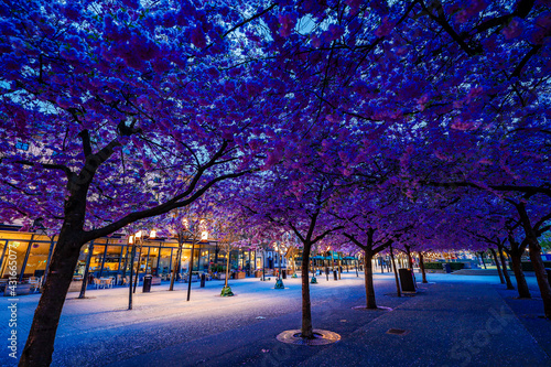 Photography Stockholm, Sweden The annual cherry blossoms and cherry trees in Kungstradgarden