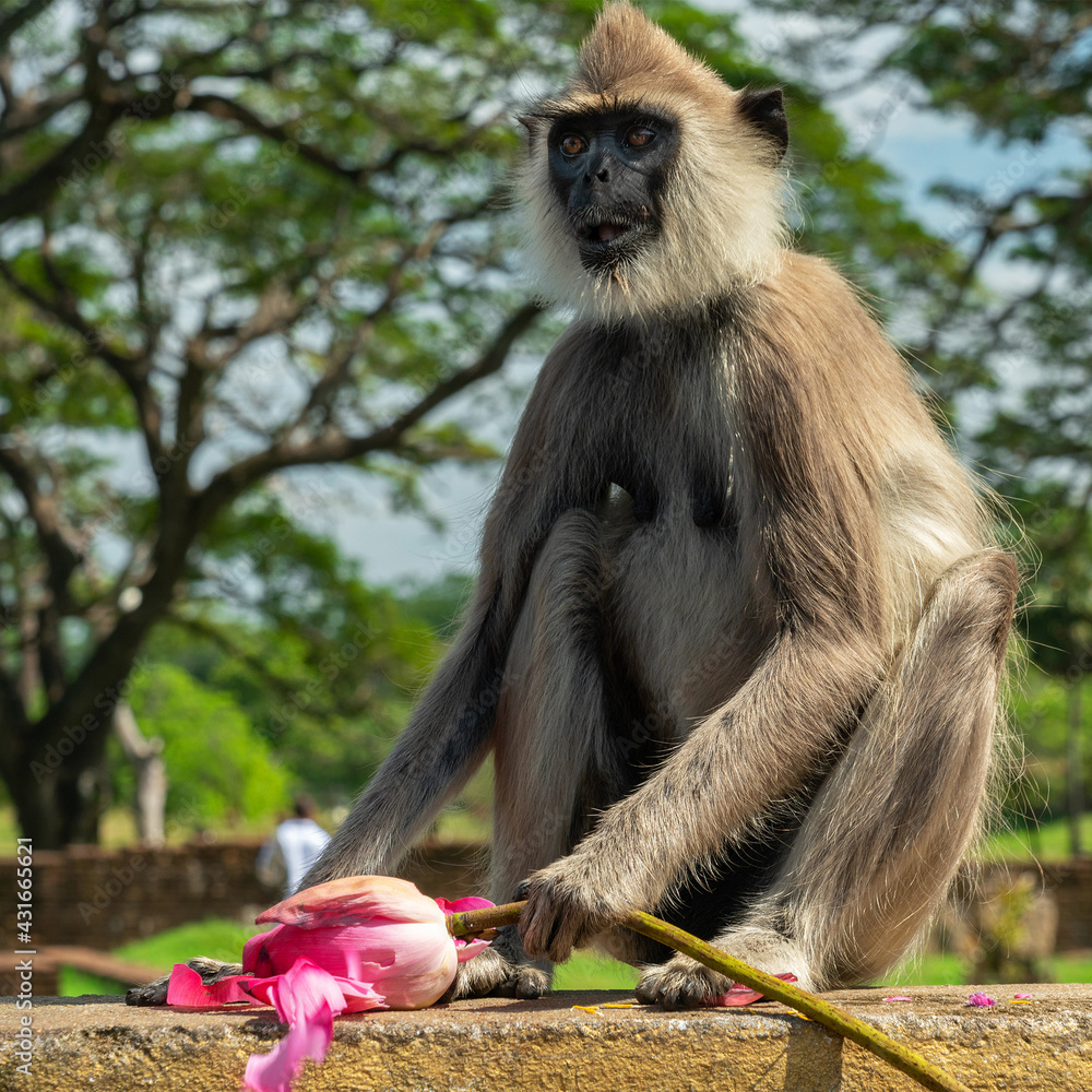 Fototapeta premium Monkey with lotus flower, Sri Lanka