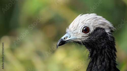 Black & white blue throated piping guan portrait on the green background. Pipile cumanensis. photo