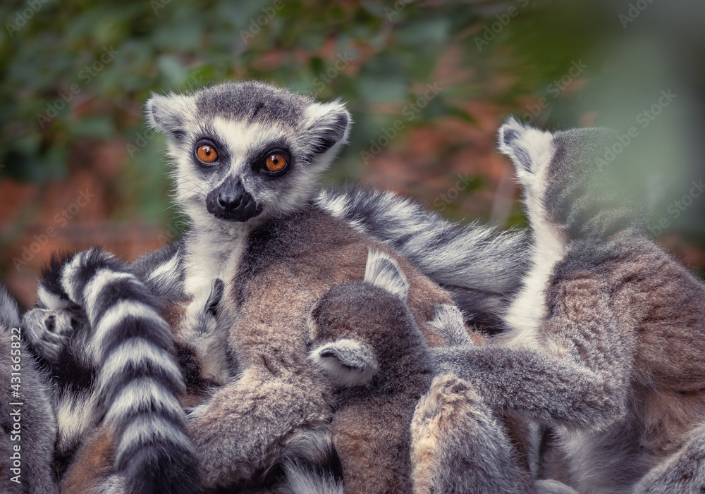 Portrait of fluffy Ring-tailed lemur family Portrait of fluffy Ring-tailed lemur family