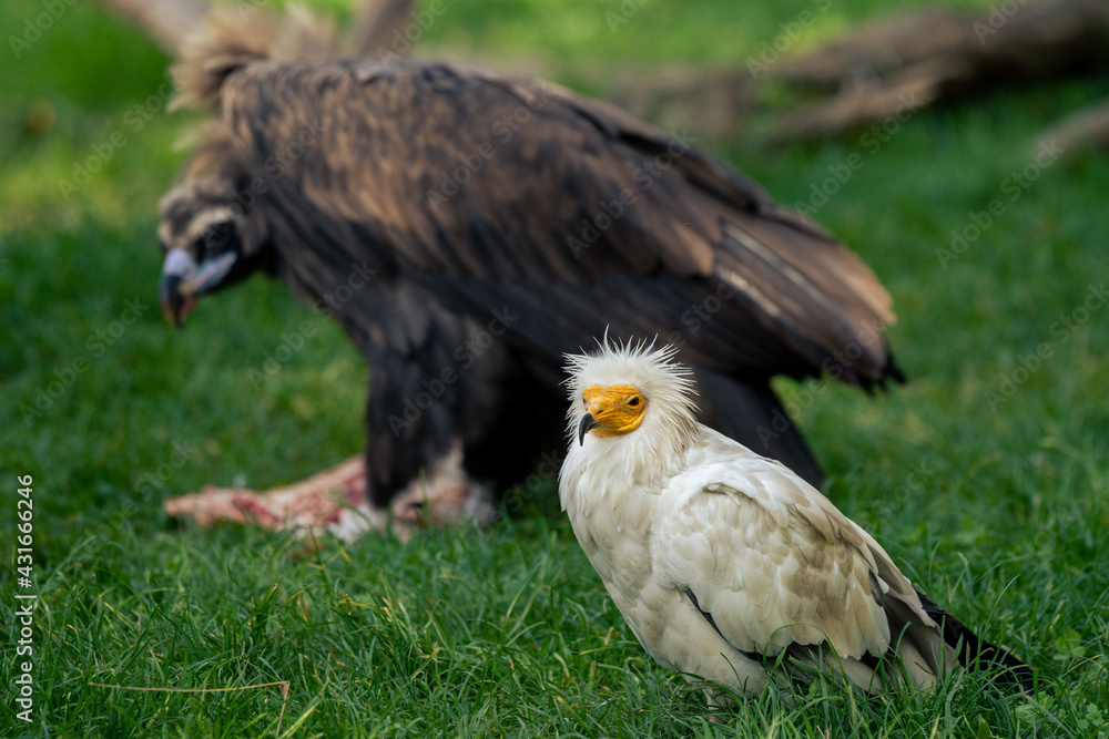 Fototapeta premium Crested egyptian vulture patrolling for the carrion nearby the cinereous vulture