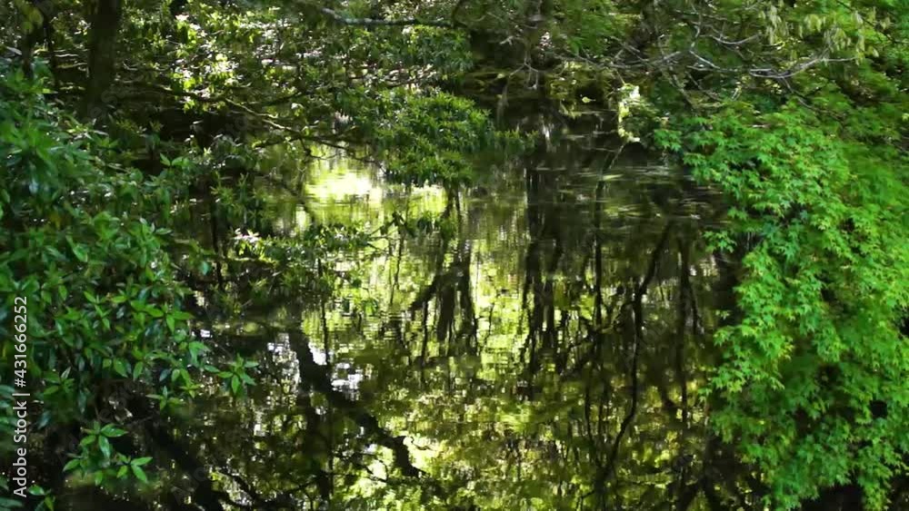 新緑の菊池渓谷