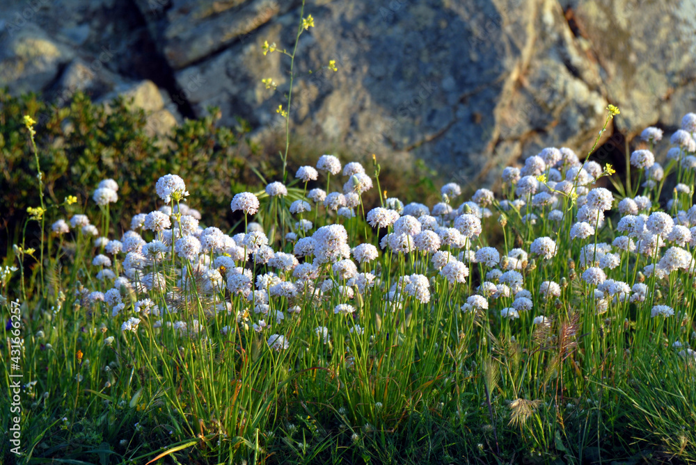 Obraz premium Fiori, Allium roseum, aglio roseo