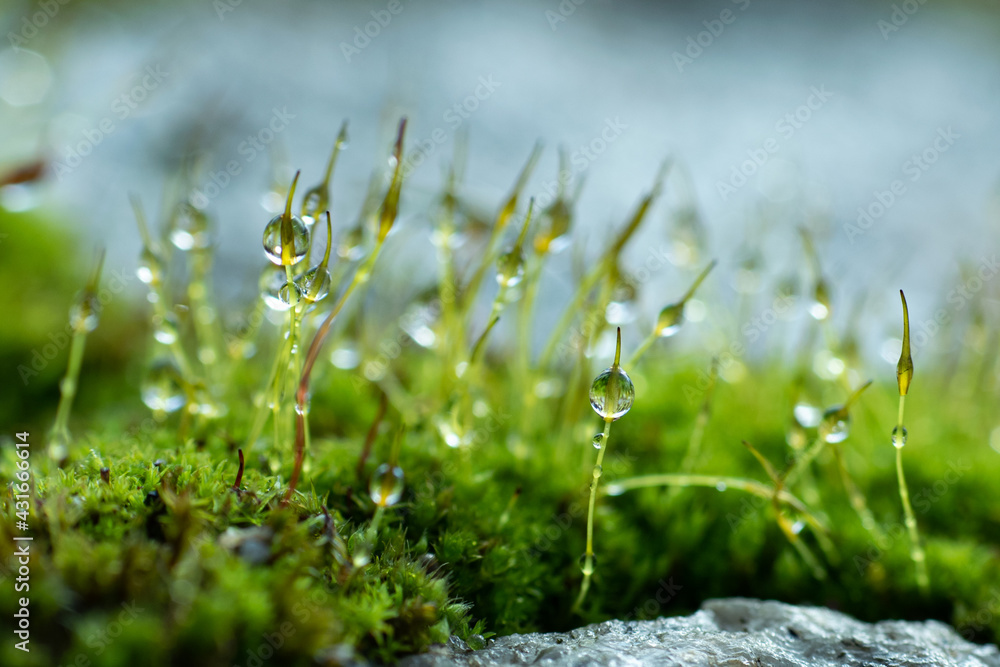 Close-up of water droplets on the moss. Green bokeh background from nature forest.
