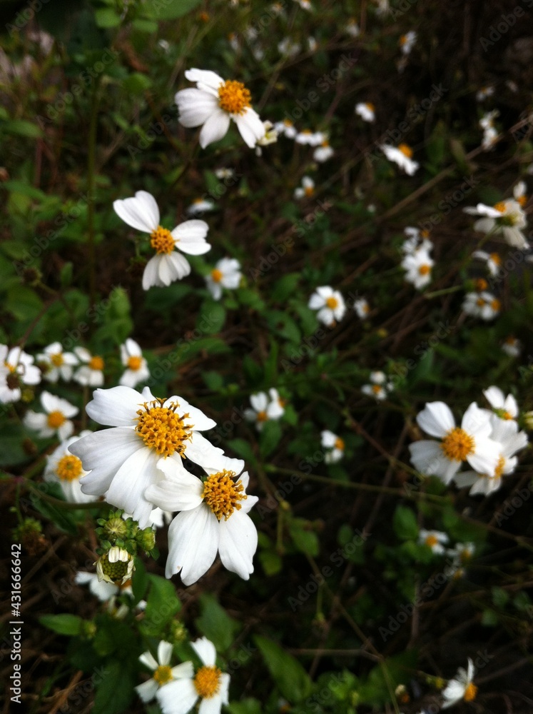 white daisies in a garden white daisies in a garden