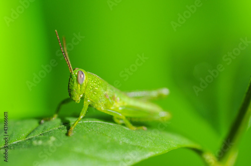 green grasshopper hanging on the leaf on a green background