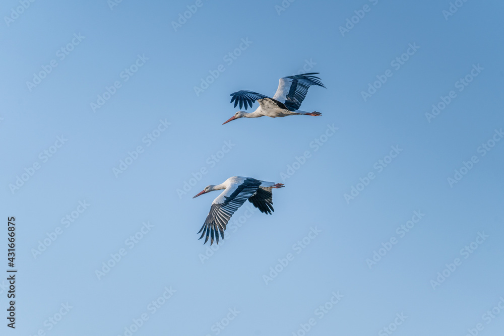 Obraz premium European Stork is flying on the filed somewhere in Germany