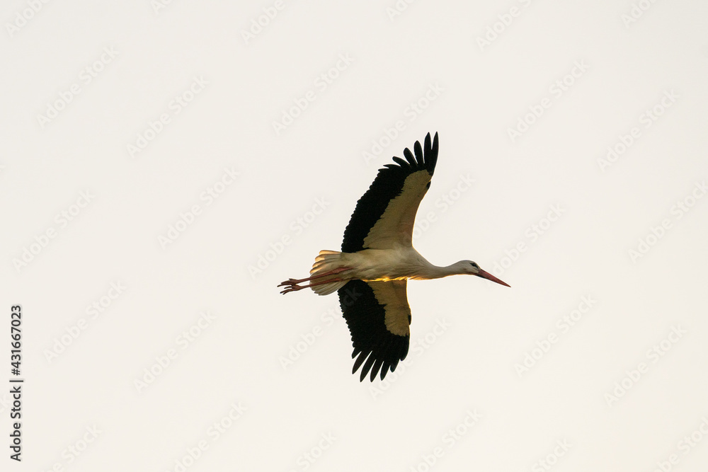 Obraz premium European Stork is flying on the filed somewhere in Germany