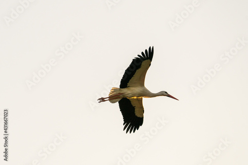 European Stork is flying on the filed somewhere in Germany